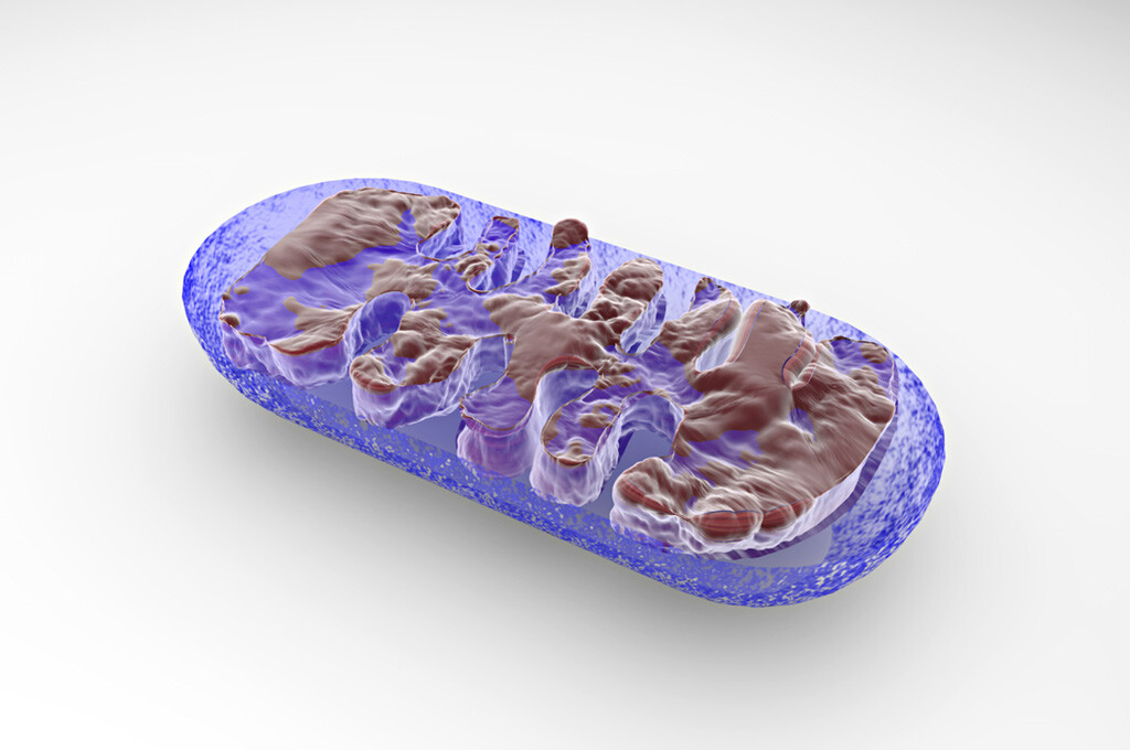 Mitochondrien sind “Kraftwerke der Zelle”. Naeblys / shutterstock.com