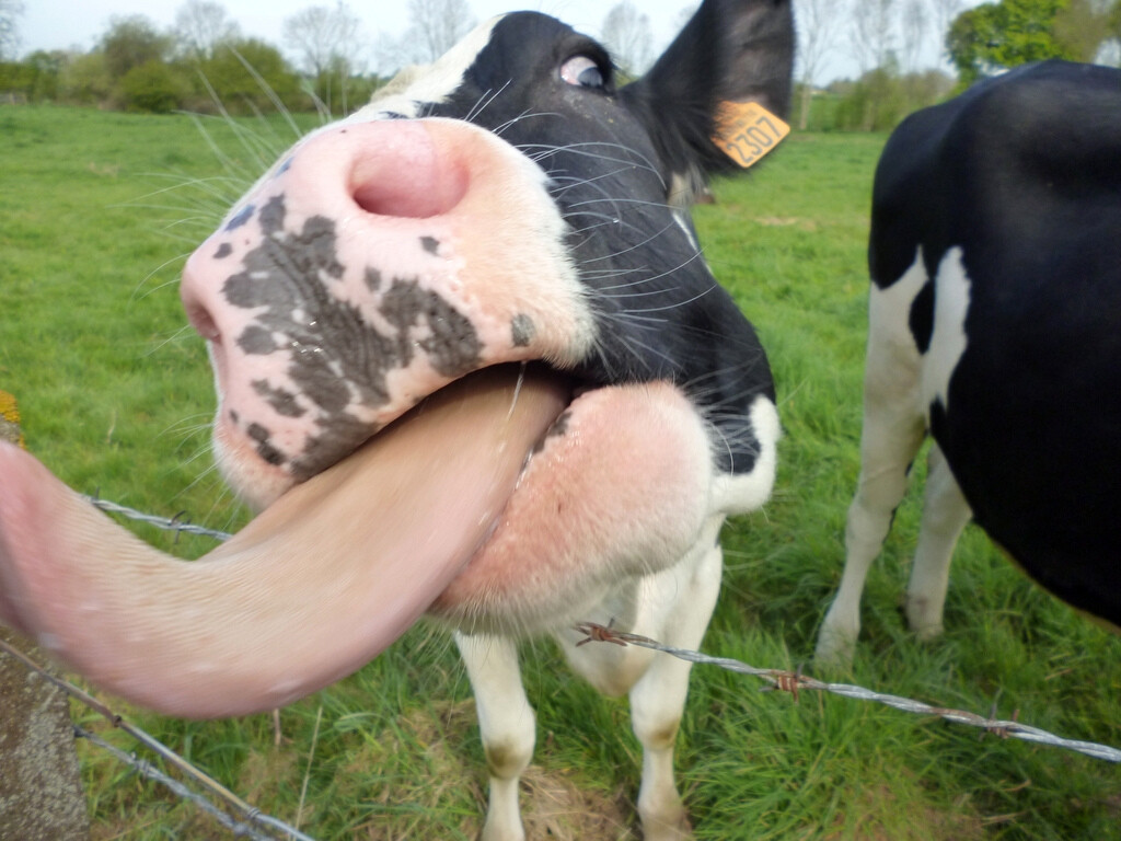 Konjugierte Linolsäuren kommen vor allem in Rindfleisch und Milchprodukten, Pflanzenöl und Meeresfrüchten vor. © stanze / flickr.com / Creative Common
