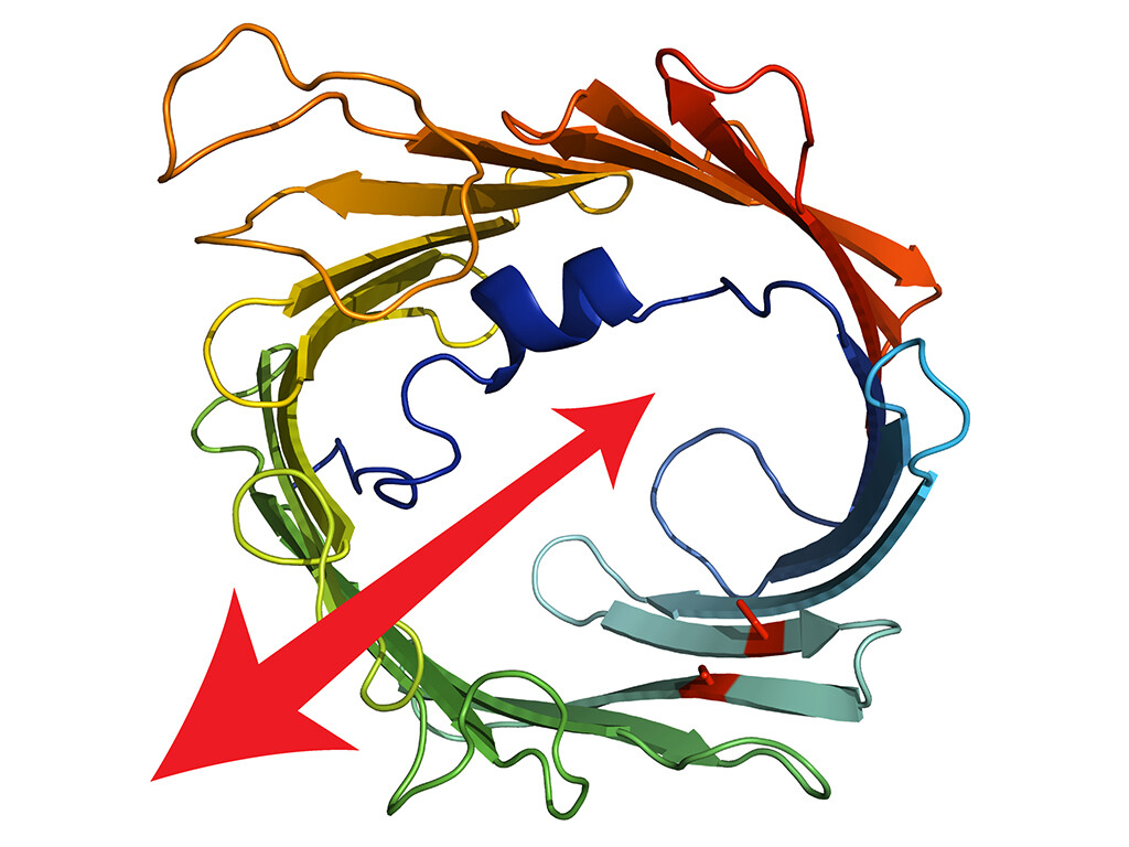 Rücktransport von Proteinen © Modifizierte Abbildung aus Bragoszewski et al.