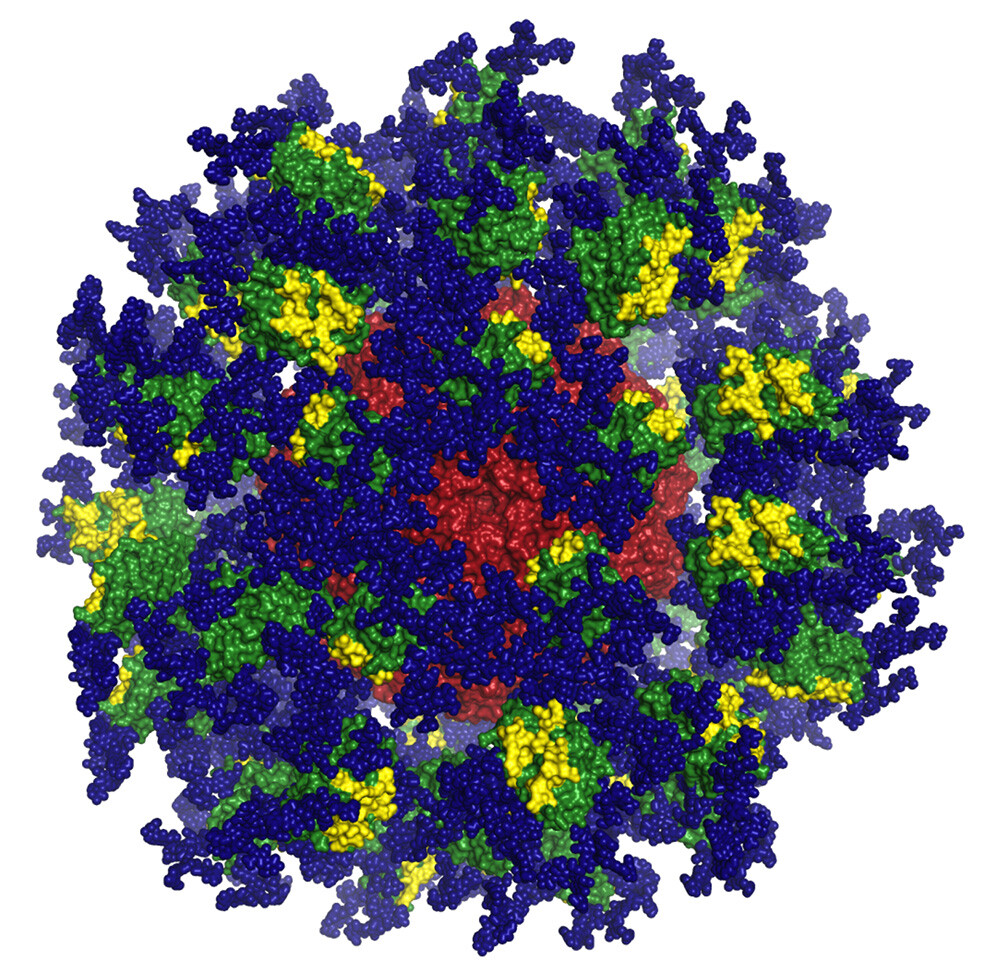 Wissenschafter des TSRI und IAVI haben einen Protein-Nanopartikel namens "eOD-GT8 60mer" designt, der an B-Zellen bindet und diese HI-Viren bekämpfen lässt. © The Scripps Research Institute