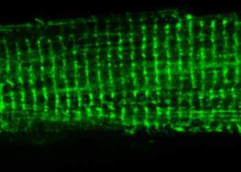 Mikroskopische Aufnahme einer Herzmuskelzelle mit dem neuen Biosensor. Die vertikalen Streifen zeigen die Lokalisation des Biosensors. © UMG