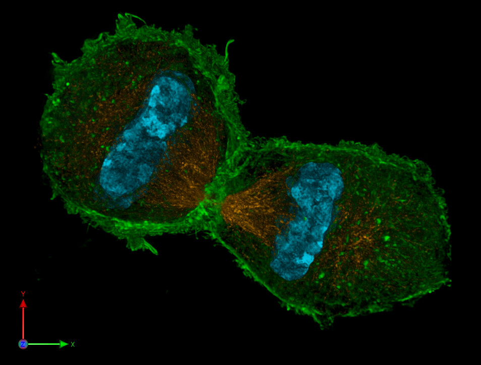 Darstellung zweier Tochterzellen in der Telophase. © Lothar Schermelleh