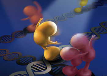 Glucocorticoid-Rezeptor-Moleküle beim „Tanz auf der DNA“: Kortisonähnliche Wirkstoffe entfalten ihre entzündungshemmende Wirkung über den so genannten Glucocorticoid-Rezeptor (GR). © Lily Scientific Art / Pennsylvania