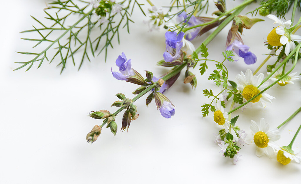 Kamille und Fenchel gehören zu den beliebtesten Heilpflanzen gegen Bauchweh. Die beiden Phytotherapeutika wirken entzündungshemmend und beruhigend. © Botamochy / shutterstock.com