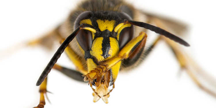 Insektenstiche müssen ernst genommen worden. © Eric Isselee / shutterstock.com