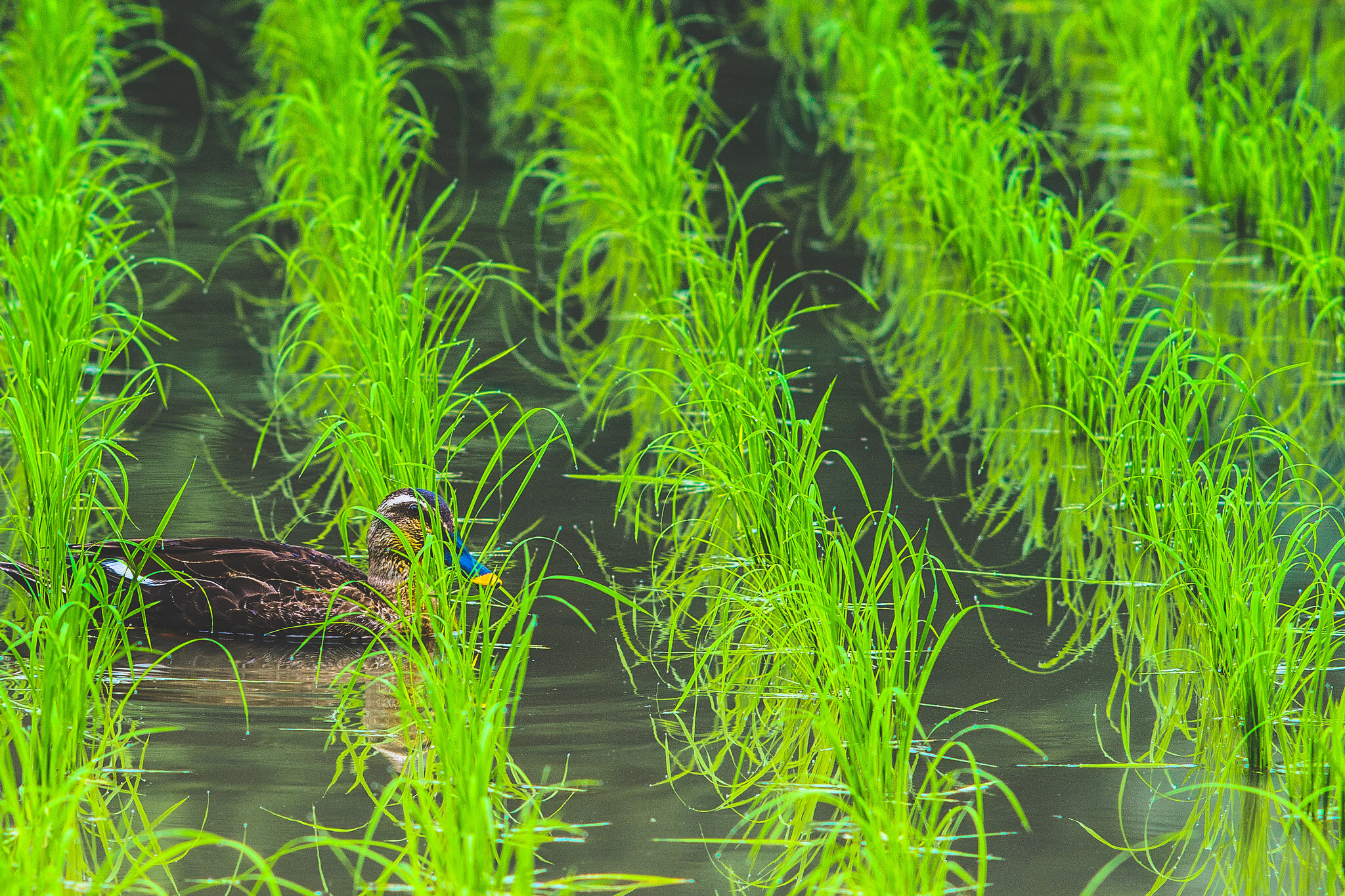 Ein frisch gesetztes Reisfeld. © aotaro / flickr Creative Commons