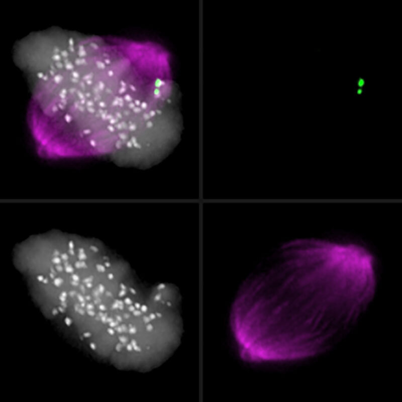 Spindelapparat kurz vor der Chromosomenteilung: ein falsch ausgerichtetes Chromosom aktiviert den Checkpoint (grün) und verhindert so eine voreilige Teilung. © Universität Basel, Biozentrum