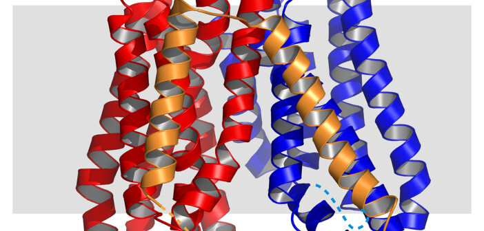 3D-Modell des Peptidtransporters «YePEPT» aus dem Bakterium Yersinia enterocolitica mit 14 Domänen, die durch die Zellmembran gehen: Zwei ähnliche «Bündel» (rot/blau) mit einer Verbindung (gold). © Dimitrios Fotiadis