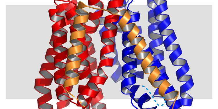 3D-Modell des Peptidtransporters «YePEPT» aus dem Bakterium Yersinia enterocolitica mit 14 Domänen, die durch die Zellmembran gehen: Zwei ähnliche «Bündel» (rot/blau) mit einer Verbindung (gold). © Dimitrios Fotiadis