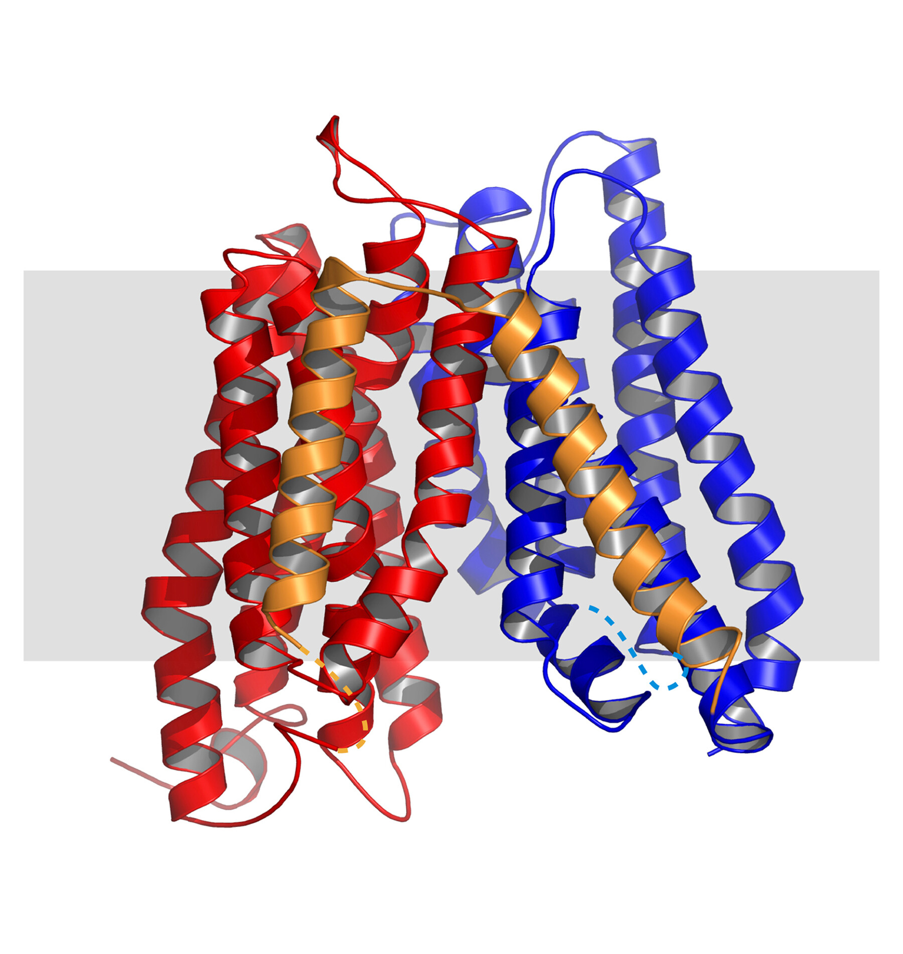 3D-Modell des Peptidtransporters «YePEPT» aus dem Bakterium Yersinia enterocolitica mit 14 Domänen, die durch die Zellmembran gehen: Zwei ähnliche «Bündel» (rot/blau) mit einer Verbindung (gold). © Dimitrios Fotiadis