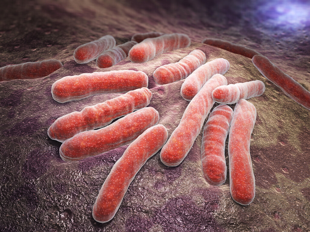 Bei den meisten Infektionen mit Tuberkulose breiten sich die Bakterien in der Lunge aus. © Tatiana Shepeleva / shutterstock.com