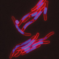 FIC-Proteine bzw. die enthaltenen FIC-Toxine verändern die räumliche Struktur der DNA (blau) von Bakterien (rot: Zellmembran). © Universität Basel, Biozentrum