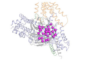 Vereinfachte Darstellung der Struktur des untersuchten G-Proteins (in Grau) und des daran gekoppelten Rezeptors. Die Kugeln stellen die massgeblichen Aminosäuren dar. © Dawei Sun