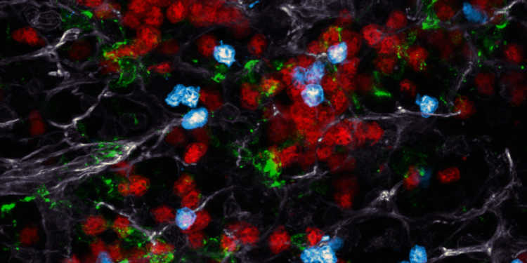 Im Lymphknoten: Rot dargestellt sind die T-Killerzellen des Immunsystems, blau die Helferzellen. Grün eingefärbt sind die dendritischen Zellen, auf denen sich die Killer- und Helferzellen treffen. © Anna Brewitz/Labor Kastenmüller