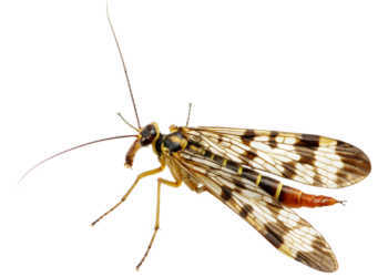 Mit Repellentien Insekten erfolgreich abwehren zu wollen, ist praktisch niemals 100%-ig erfolgreich. © irin k / shutterstock.com