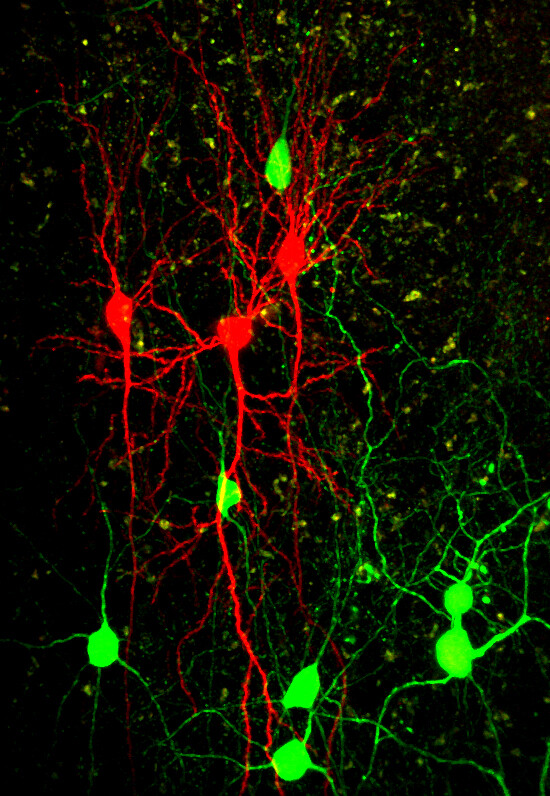 Hemmende Nervenzellen (grün) können über einzelne Synapsen im Gehirn die Signalverarbeitung in Zellen der Großhirnrinde (rot) modulieren oder blockieren. © MPI für Neurobiologie / Müllner