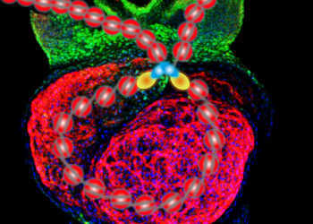 Mausherz während der Embryonalentwicklung (Herzmuskelzellen: rot, Stammzellen: grün). © MPI für Herz- und Lungenforschung
