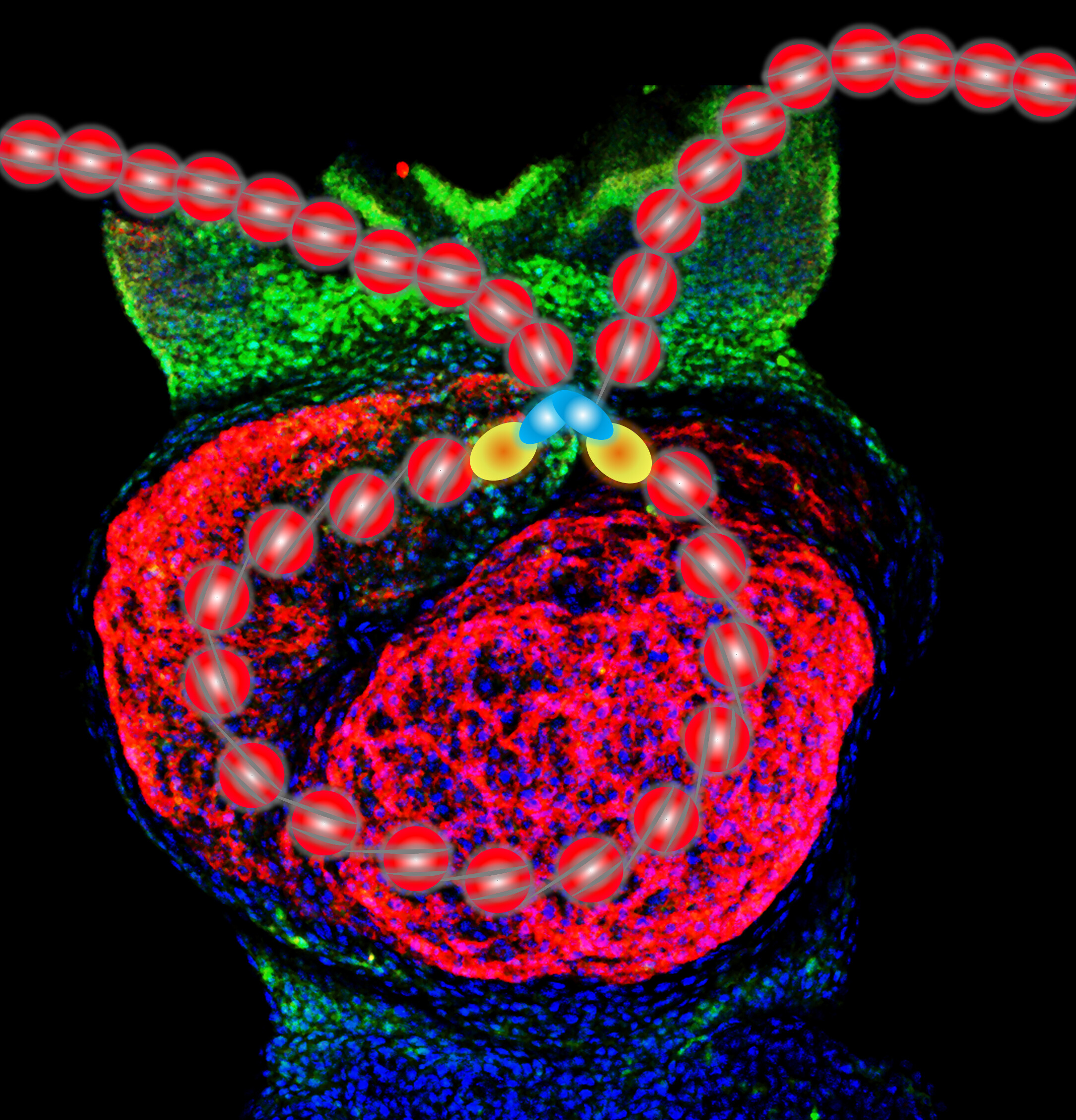 Mausherz während der Embryonalentwicklung (Herzmuskelzellen: rot, Stammzellen: grün). © MPI für Herz- und Lungenforschung