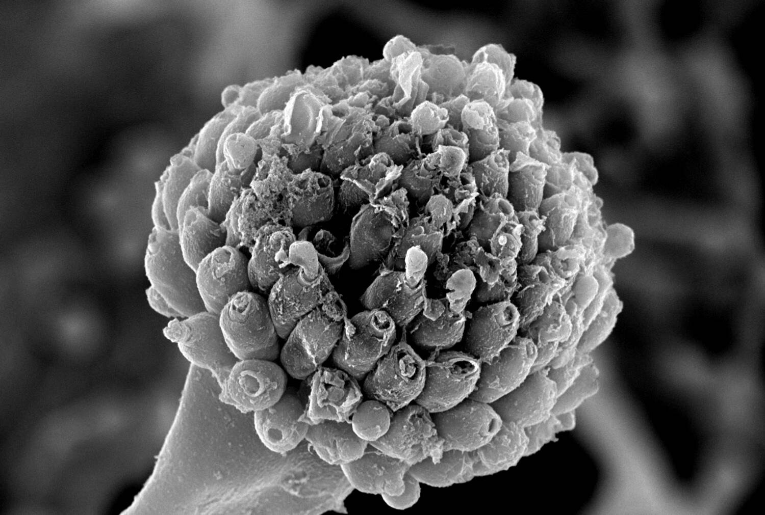 Die elektronenmikroskopische Aufnahme des Gießkannenschimmels (Aspergillus) zeigt deutlich, dass nach Behandlung mit dem körpereigenen Fungizid der Sporenträger des Pilzes zerstört ist. © Kyaw Zaw Hein