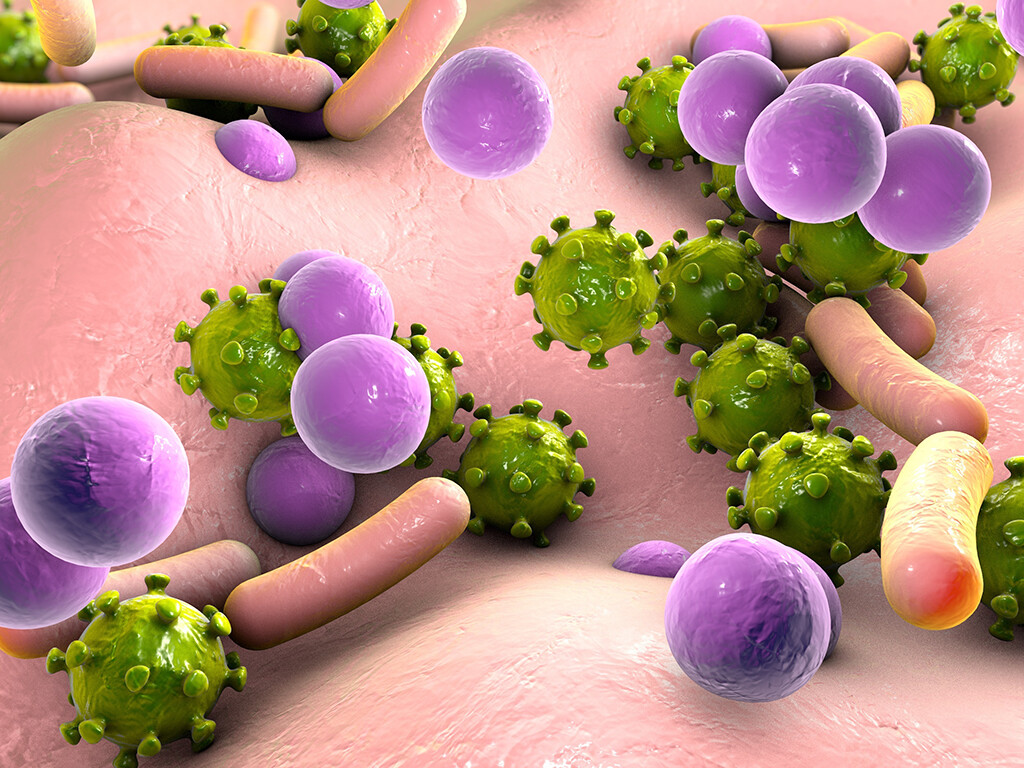 Bei Sepsis verlassen Bakterien, Viren und Pilze bzw. die von ihnen produzierten Gifte den eigentlichen Entzündungsherd und befallen den ganzen Körper. © Kateryna Kon / shutterstock.com