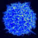 Bremsen so genannte regulatorische T-Zellen die Aktivität der tumorbekämpfenden Abwehrzellen, spricht man von Immuntoleranz, die das Krebsrisiko erhöht. © NIAID