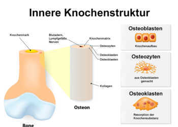 Struktur und Aufbau des Knochen © Designua / shutterstock.com