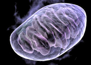 Schädigende Prozesse der Zelle sind u.a. die Schädigung von Mitochondrien durch Sauerstoffradikale aus der Zellatmung – oxidativer Stress. © MichaelTaylor / shutterstock.com