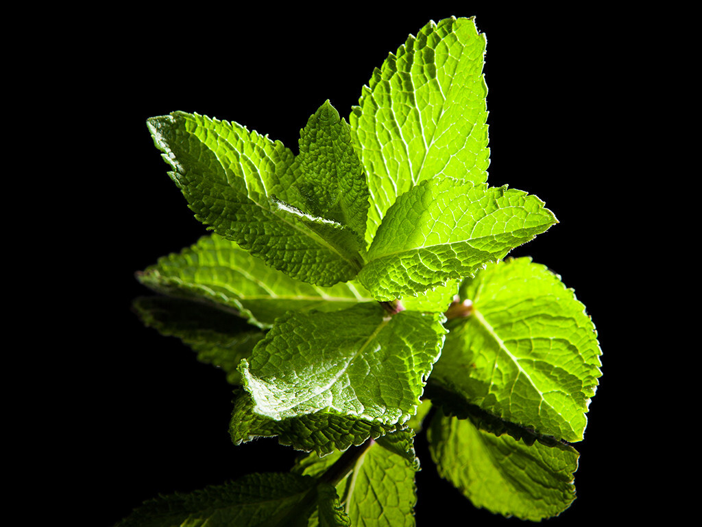 Die Pfefferminze ist ein seit Jahrtausenden geschätzte Heilpflanze. © Eskymaks / shutterstock.com