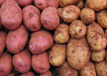 Bisher gab es zur Verschwendung bei Kartoffeln nur aus England genauere Zahlen. Dort enden rund zwei Drittel der Kartoffeln im Abfall. © 16:9clue via flickr Creative Commons