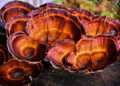 Reishi-Heilpilze werden in verschiedenen Darreichungsformen aber vor allem als Tonikum eingesetzt. © phototy / shutterstock.com