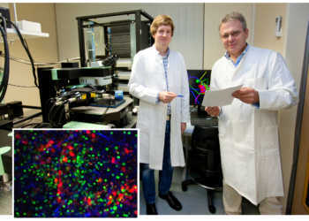 Dr. Stephan Halle und Professor Dr. Reinhold Förster (von links). Vorne ist eine 2-Photonenmikroskop-Aufnahme eines Lymphknotens zu sehen – mit seinen Fasern (blau), Immunzellen (grün) und virusinfizierten Zellen (rot). © MHH/Kaiser