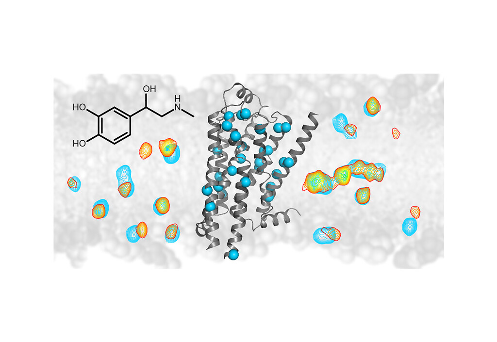 NMR-G-Protein-gekoppelte-Rezeptoren untersucht: Die NMR-Spektroskopie zeigt Signalweiterleitung von Arzneimitteln im Beta-1-Adrenorezeptor. Grafik: Universität Basel
