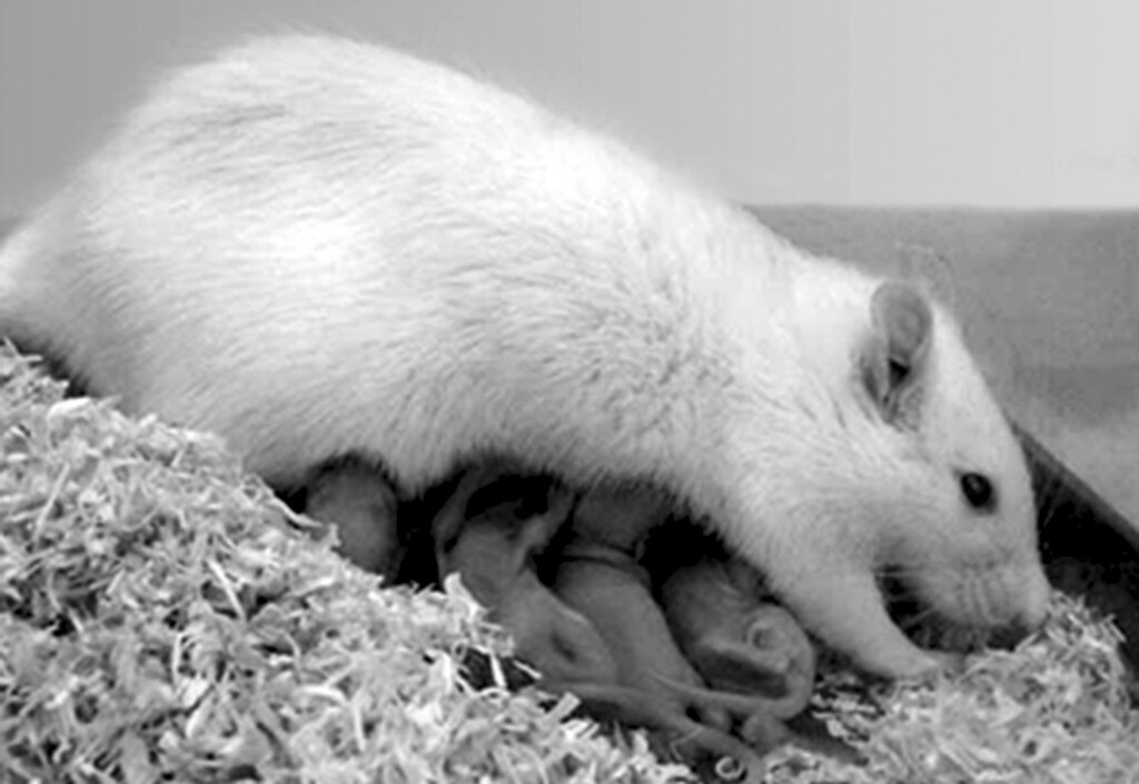 Forschung zu postnatale Depression und Angsterkrankungen: Rattenweibchen beim Säugen von Jungtieren. © Prof. Dr. Inga Neumann