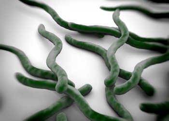 Die Borreliose wird durch spezielle Bakterien mit dem Namen „Borrelia burgdorferi“ verursacht. © royaltystockphoto.com / shutterstock.com