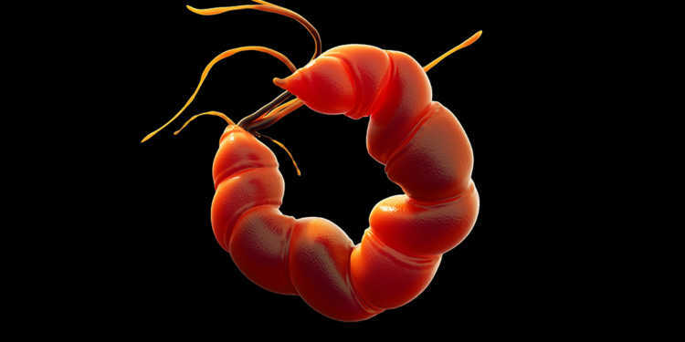 Helicobacter pylori kann Entzündungen, Geschwüre sowie Magenkrebs verursachen. © royaltystockphoto.com / shutterstock.com