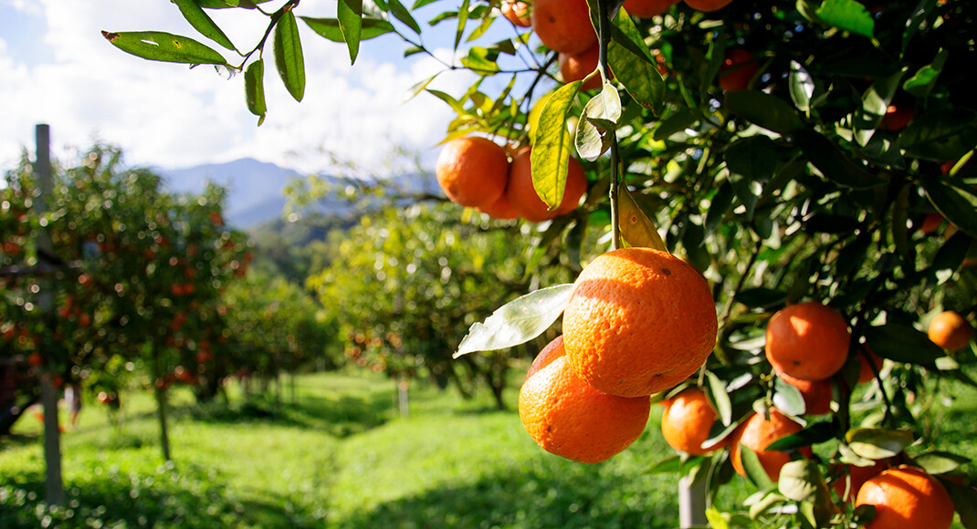 Orangenblüten oder Orangenschale geben beispielsweise Tee oder Punsch auf Rotweinbasis ein besonderes Aroma. © sripfoto / shutterstock.com