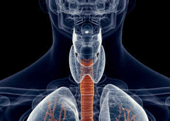 Gefährlich ist jene Form der Dysphagie, bei der Speisebrei beim versehentlichen Verschlucken in die Luftröhre gelangt und zu Schluckstörungen führt. © Sebastian Kaulitzki / shutterstock.com