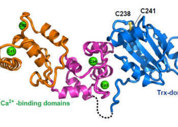 Das neu entdeckte Protein Calredoxin grafisch dargestellt © WWU / AG Hippler