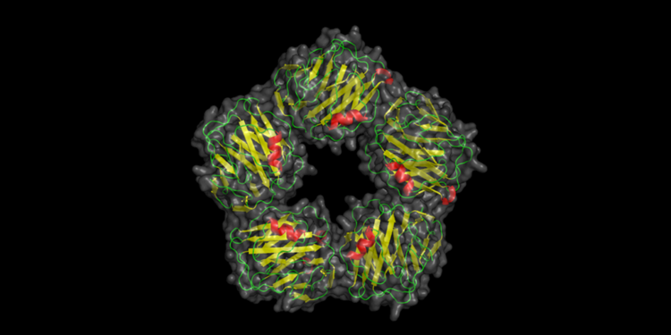 C-reaktives Protein © Skolstoe / wikimedia