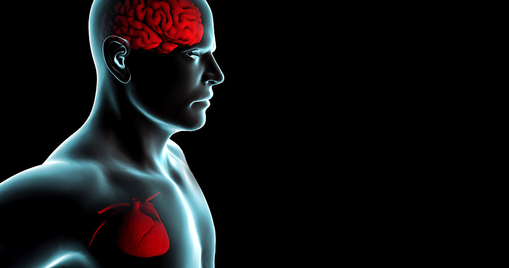 Herzerkrankungen und kognitive Beeinträchtigungen scheinen allgemein in Zusammenhang zu stehen. © Naeblys / shutterstock.com