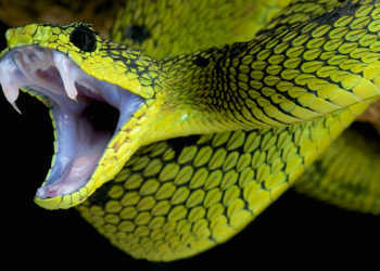 Die Angst vor Spinnen und Schlangen ist im Menschen tief verwurzelt. © reptiles4all / shutterstock.com