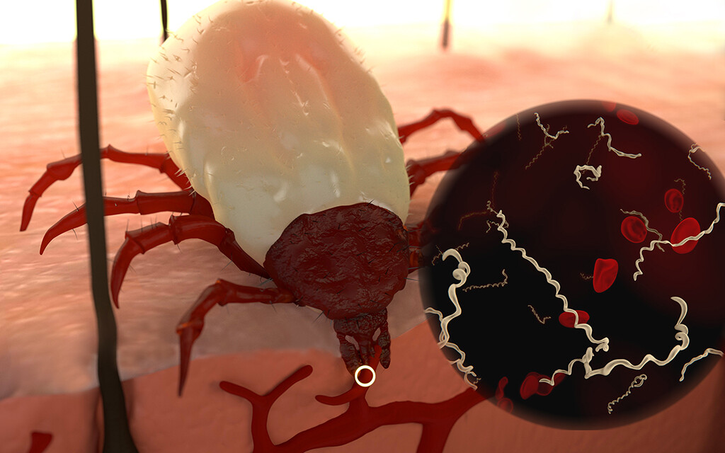 Ein Zeckenbiss kann zur Infektion mit Borrelien Bakterien führen. © Juan Gaertner / shutterstock.com