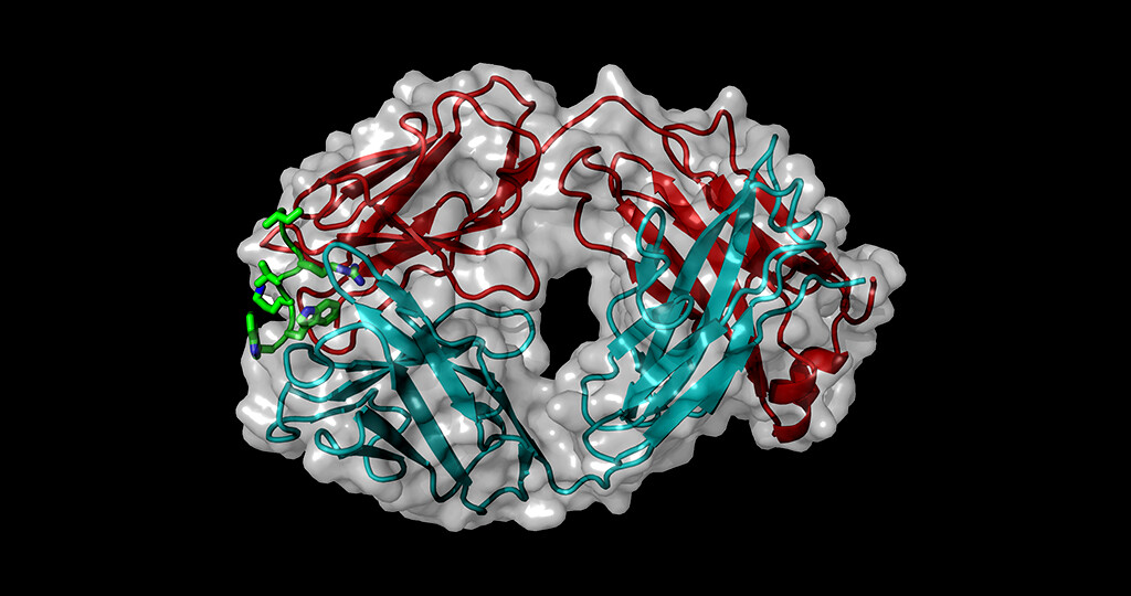 Modell eines Sclerostin-Fragments (grün) gebunden an den Antikörper AbD09097 (schwere und leichte Kette in cyan und rot, Oberflächendarstellung in grau) © Thomas Müller