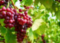 Resveratrol aus roten Weintrauben wirkte nicht anti-, sondern eher pro-oxidativ. © marako85 / shutterstock.com
