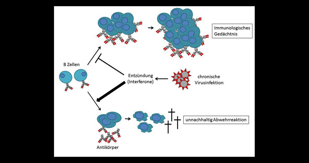 Chronische Virusinfektionen verursachen starke Entzündung, die über Interferone vermittelt wird. Dies veranlasst B-Zellen zu einer nicht nachhaltigen Abwehrreaktion.© Departement Biomedizin / Universität Basel