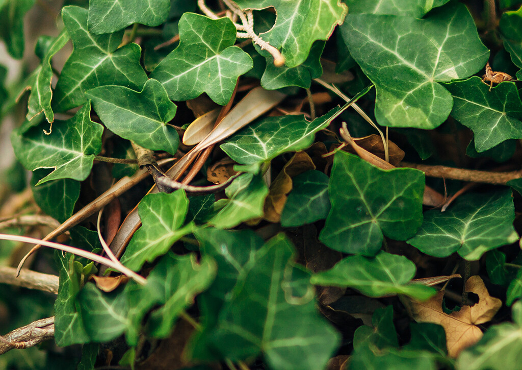 Efeu-Blätter sind wichtige Saponine-Vertreter, die sich als pflanzliche Hustenlöser zur Behandlung von Husten seit langem bewährt haben. © ternadtochiy / shutterstock.com
