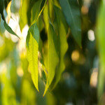 eucalyptus-the-art-friday-shutterstock
