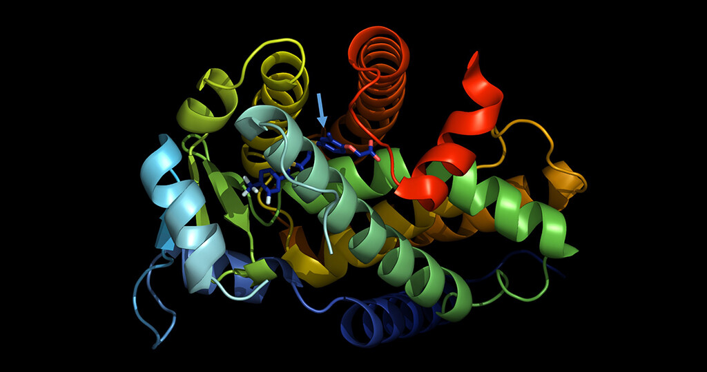 Modell der Bindung des Hemmstoffes (Ringsystem, blau dargestellt) an den Rezeptor PPAR-Beta-Delta. © Zentrum für Tumor- und Immunbiologie der Philipps-Universität Marburg