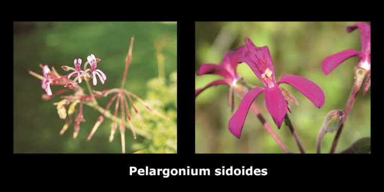 Pelargonium sidoides © Austroplant-Arzneimittel GmbH