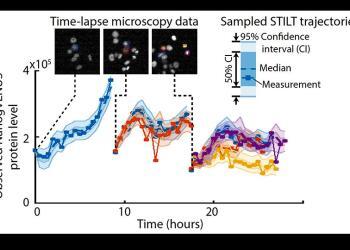 STILT generiert simulierte Proteinexpression sich teilender Zellen basierend auf gemessenen Daten und einem dynamischen Modell. © Helmholtz Zentrum München